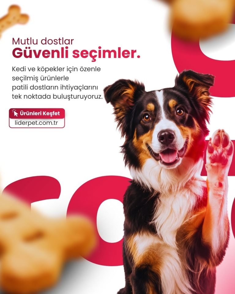 Pati kaldıran border collie köpek fotoğraflı pet ürünleri tanıtım tasarımı