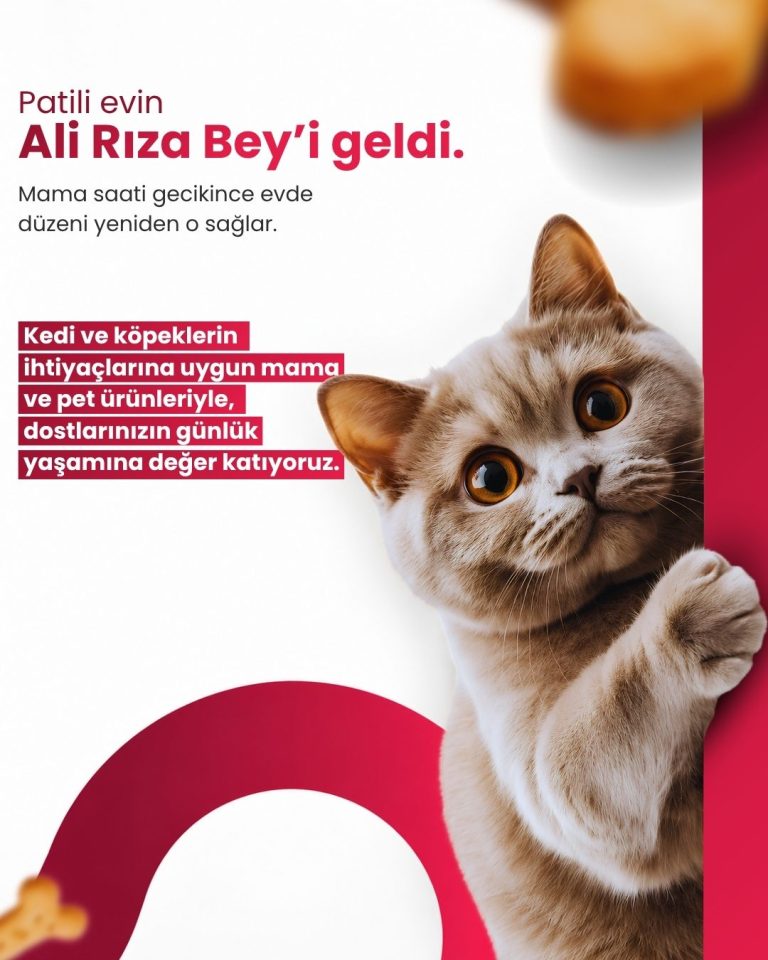 Duvar arkasından bakan gri kedi görselli, esprili başlıklı pet ürünleri tasarımı